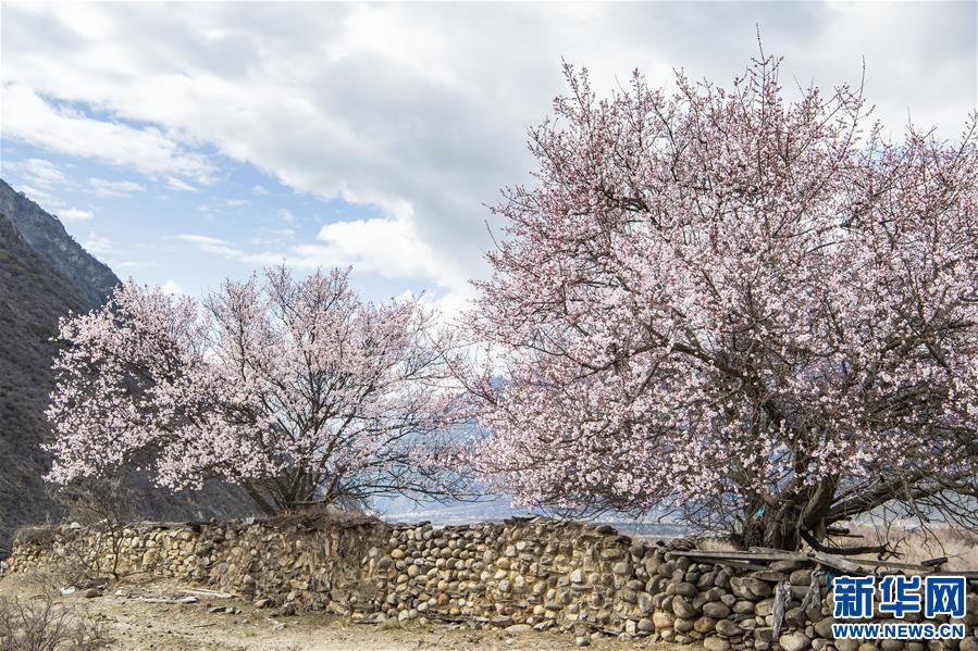 (美麗中國)(3)西藏林芝桃花盛開