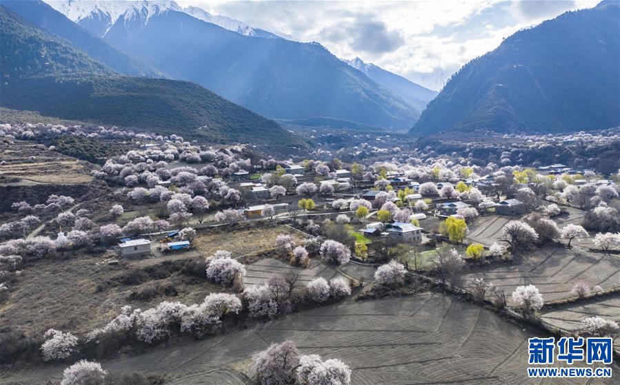 (美麗中國)(9)西藏林芝桃花盛開