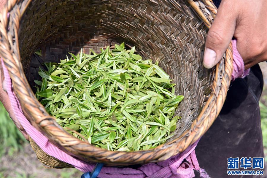 (脫貧攻堅(jiān))(7)西藏察隅首批春茶開采