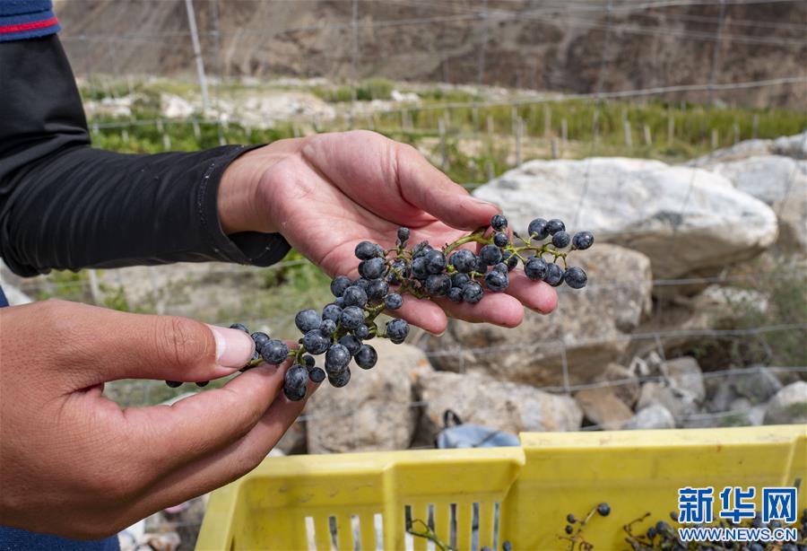 (西藏昌都解放70周年·圖文互動)(5)藏東脫貧影像:怒江河畔葡萄香