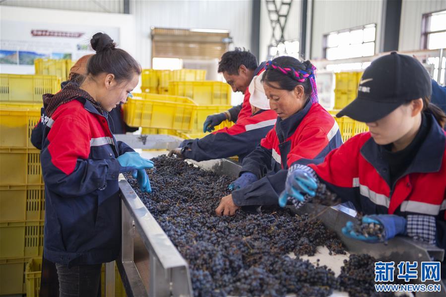 (西藏昌都解放70周年·圖文互動)(11)藏東脫貧影像:怒江河畔葡萄香