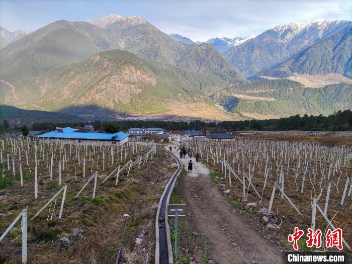 西藏林芝下察隅鎮(zhèn)的獼猴桃種植園?！〗w波 攝
