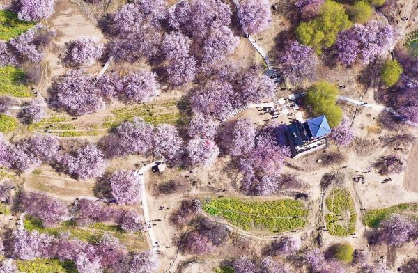 世外桃源！一組圖告訴你，西藏林芝桃花能有多美