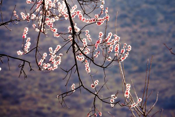世外桃源！一組圖告訴你，西藏林芝桃花能有多美