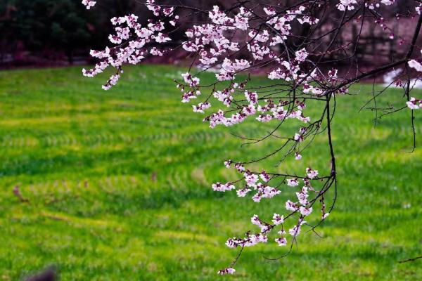 世外桃源！一組圖告訴你，西藏林芝桃花能有多美