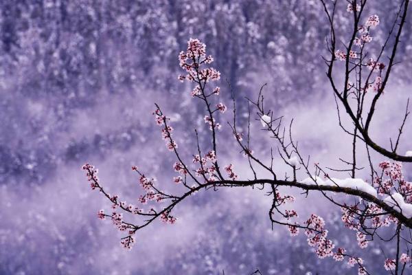 世外桃源！一組圖告訴你，西藏林芝桃花能有多美