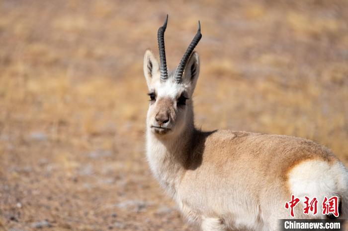 圖為西藏藏原羚，藏原羚是青藏高原特有種，也被稱為西藏黃羊?！〗w波 攝