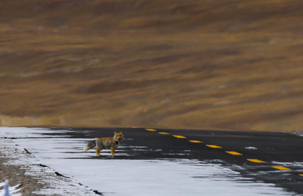 藏狐。金阿次仁攝