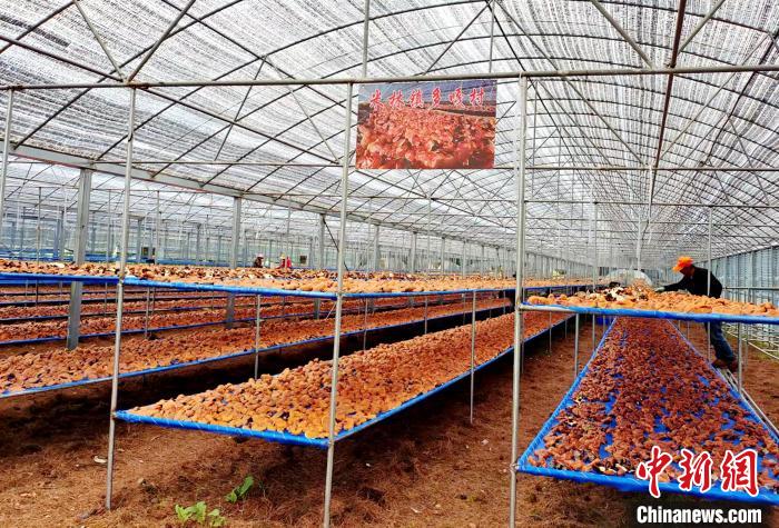 圖為紅太陽(yáng)科技示范家庭農(nóng)場(chǎng)采收的靈芝?！∑酱胪喙﹫D