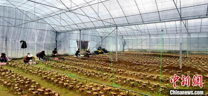 圖為紅太陽(yáng)科技示范家庭農(nóng)場(chǎng)組織民眾采收靈芝?！∑酱胪喙﹫D