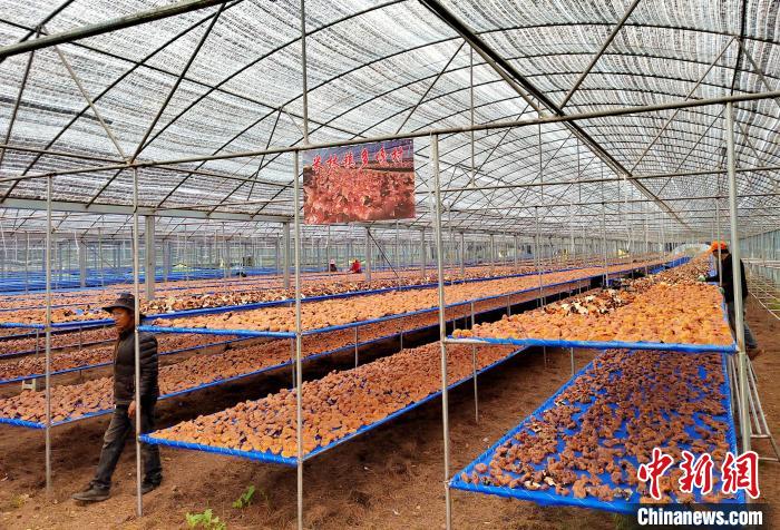 圖為紅太陽(yáng)科技示范家庭農(nóng)場(chǎng)采收的靈芝。　平措旺青供圖