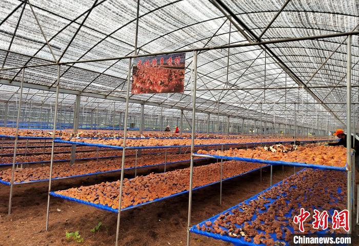 圖為紅太陽(yáng)科技示范家庭農(nóng)場(chǎng)采收的靈芝?！∑酱胪喙﹫D