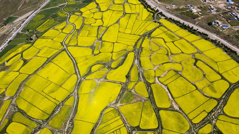 西藏墨竹工卡縣油菜農(nóng)田。