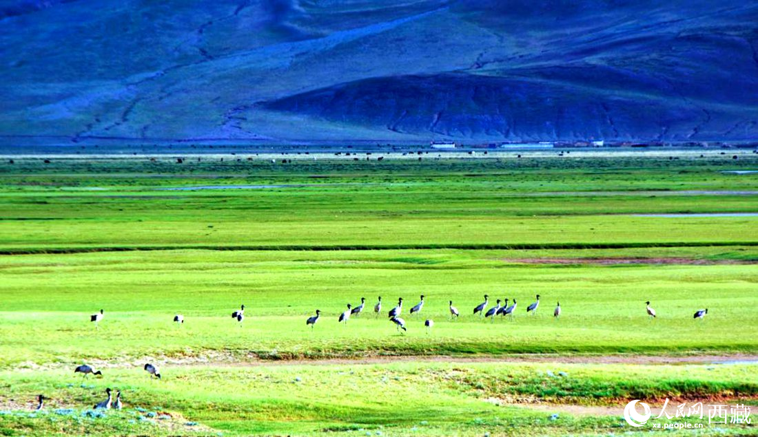 這個季節(jié)正是黑頸鶴繁殖季。人民網(wǎng) 李海霞攝