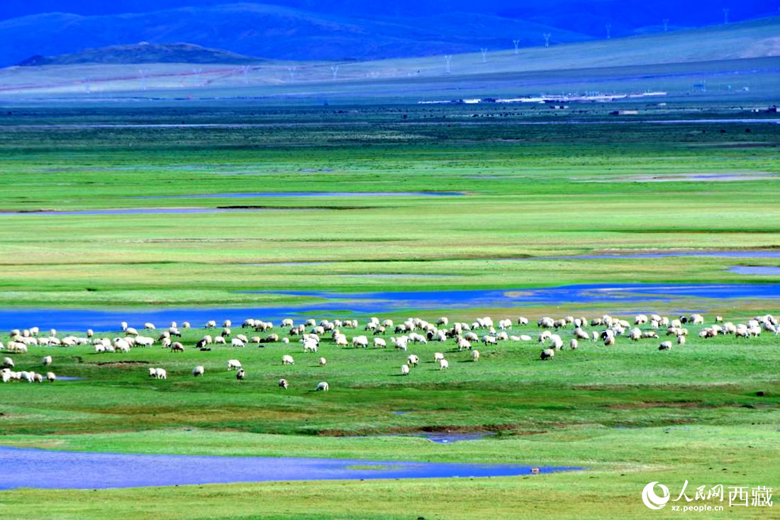 水草豐美的草原，牛羊悠閑覓食。人民網(wǎng) 李海霞攝