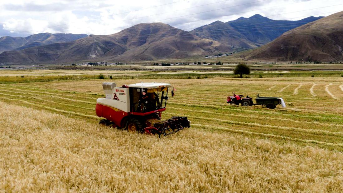 抗疫情、保秋收。洛克攝