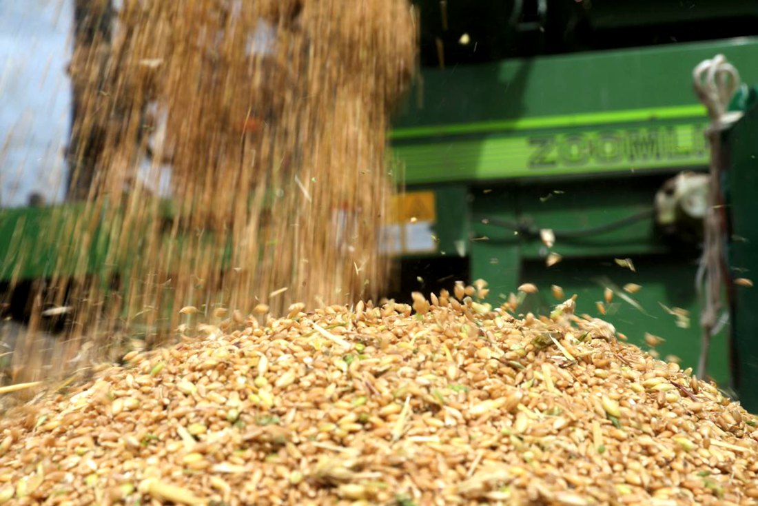 承載著希望的青稞，顆粒歸倉。洛克攝