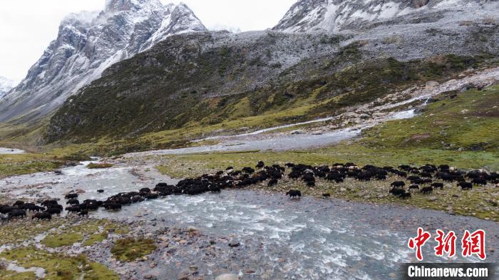 圖為轉(zhuǎn)場中的牦牛?！÷蹇?攝