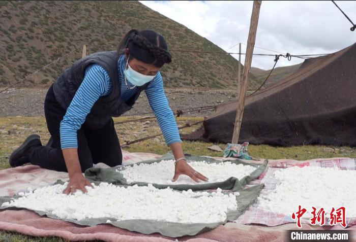 圖為牧民正在制作奶渣?！∪湛t文聯(lián)供圖