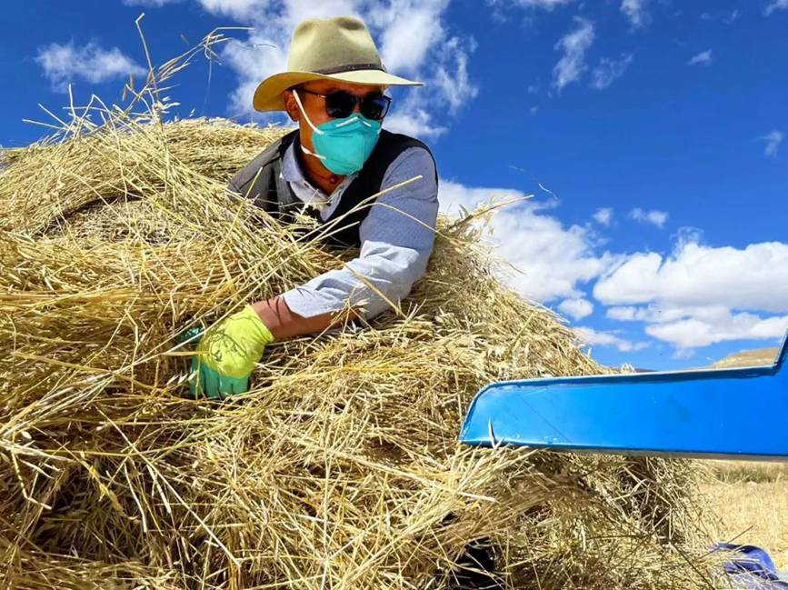 西藏吉隆：帶你沉浸式體驗(yàn)秋收打場【3】