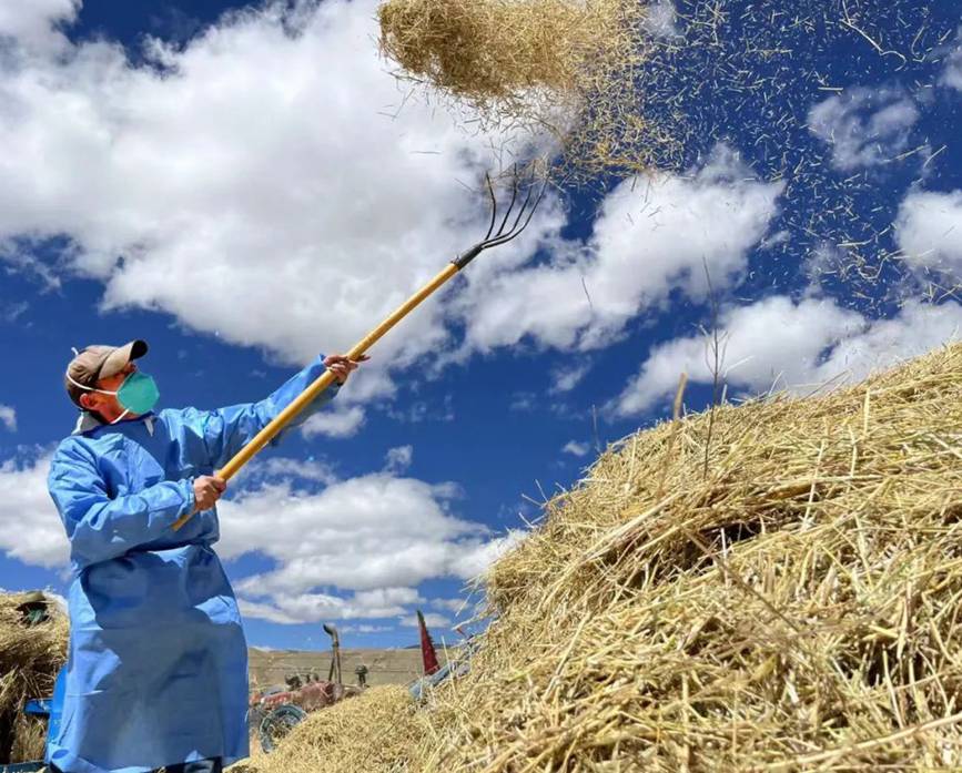 西藏吉?。簬愠两襟w驗(yàn)秋收打場【6】