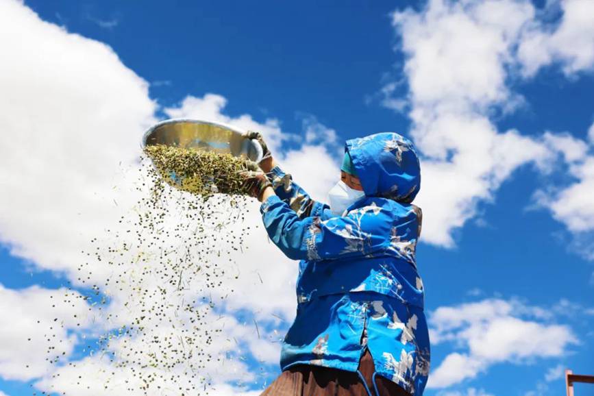 西藏吉?。簬愠两襟w驗(yàn)秋收打場【12】