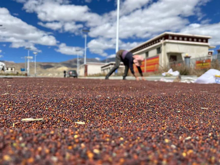 西藏吉?。簬愠两襟w驗(yàn)秋收打場【15】