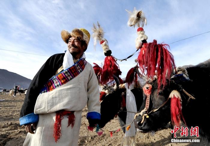 資料圖為2013年3月16日，拉薩市堆龍德慶區(qū)德慶村的農(nóng)民牽著牦牛參加春耕儀式，按照傳統(tǒng)方式由牦牛開第一犁。 <a target='_blank' href='/'><p  align=
