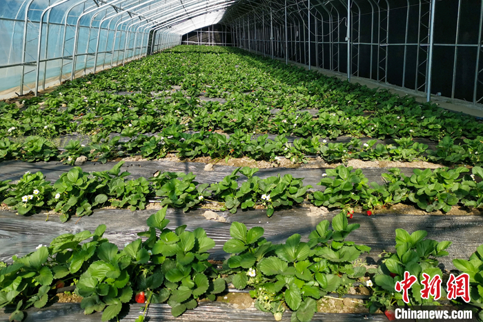圖為10月21日，康馬縣薩馬達(dá)鄉(xiāng)高原溫室大棚內(nèi)的草莓長(zhǎng)勢(shì)良好。<a target='_blank' href='/'><p  align=