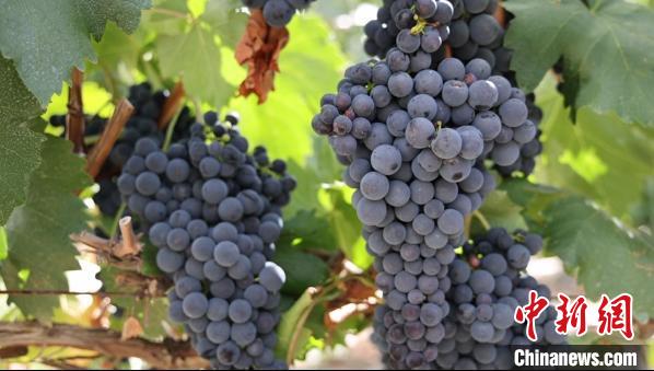 圖為桑日縣種植的葡萄?！∩侥仙Ｈ湛h委宣傳部提供