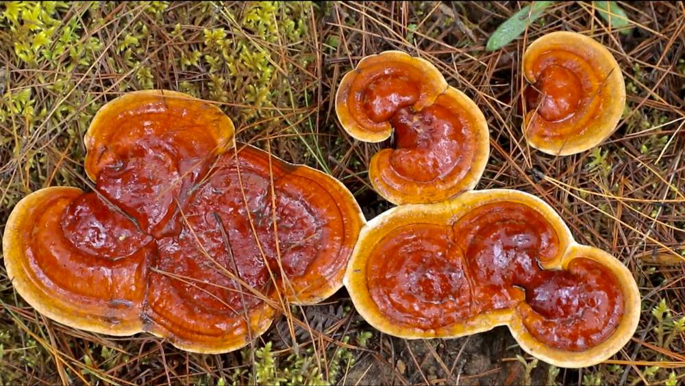 破土而出的靈芝宛如一把把撐開的“小雨傘”。