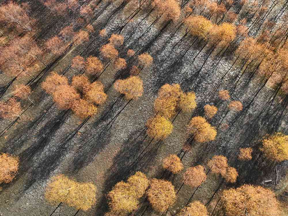 入冬時(shí)節(jié)，雅魯藏布江畔的樹林一片金黃。