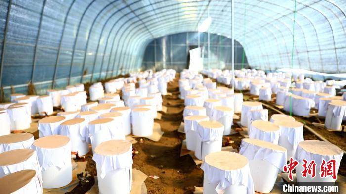 圖為靈芝套袋。　鄧巴 攝