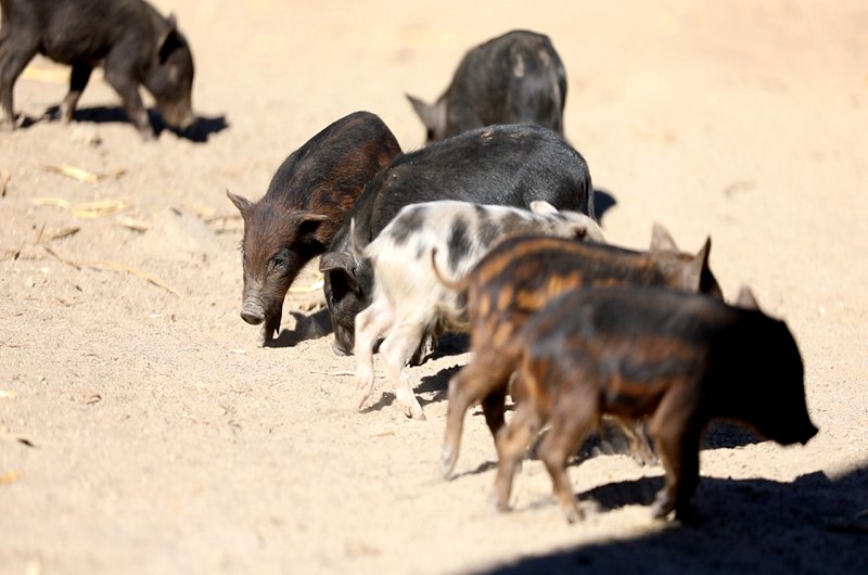藏香豬在覓食。