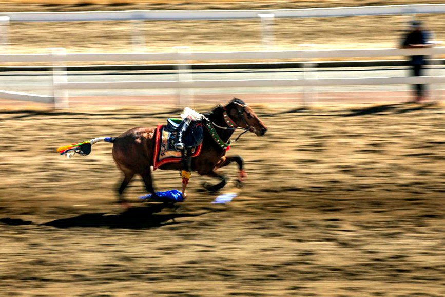 藏歷新年，精彩的馬術表演。張靜攝