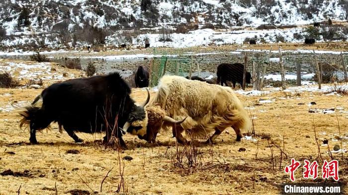 圖為角木那村生態(tài)散養(yǎng)的牦牛正在嬉戲?！“蜕Ｇ?　攝