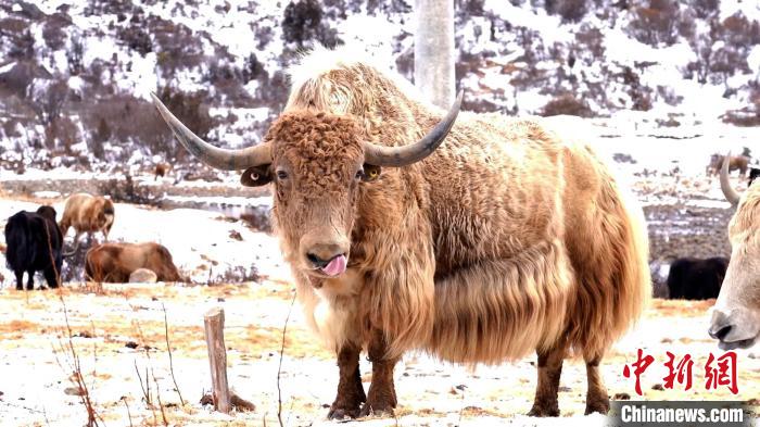 圖為角木那村生態(tài)散養(yǎng)的牦牛?！“蜕Ｇ?　攝