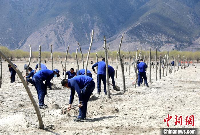 林芝市巴宜區(qū)森林消防中隊(duì)志愿服務(wù)隊(duì)熱火朝天的植樹現(xiàn)場(chǎng)?！∥骼@拉翁 攝