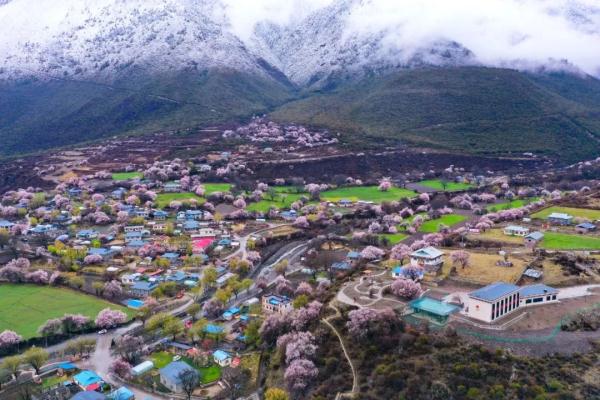人間桃花源！林芝桃花有多絕？