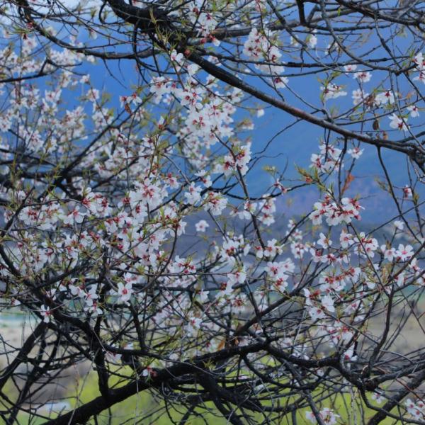 人間桃花源！林芝桃花有多絕？