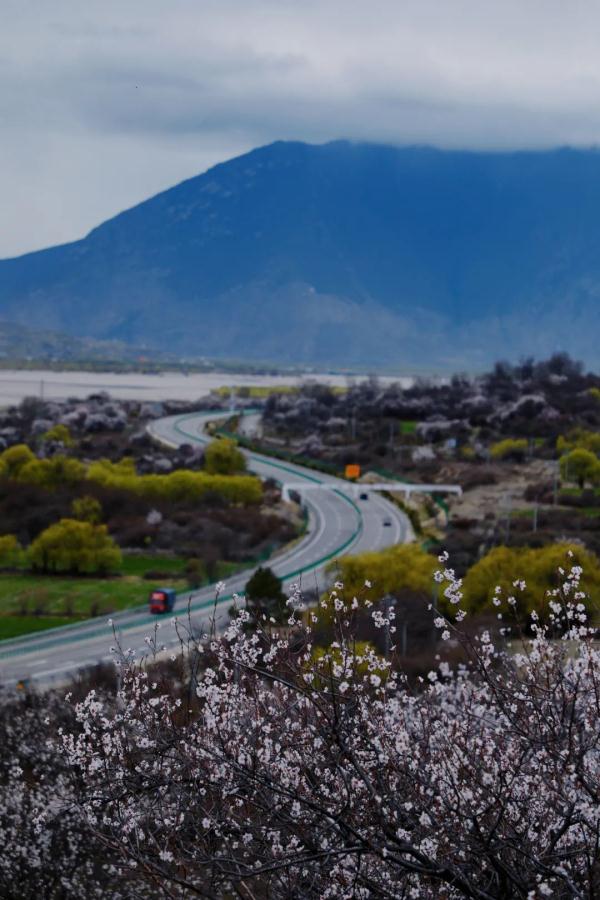 人間桃花源！林芝桃花有多絕？