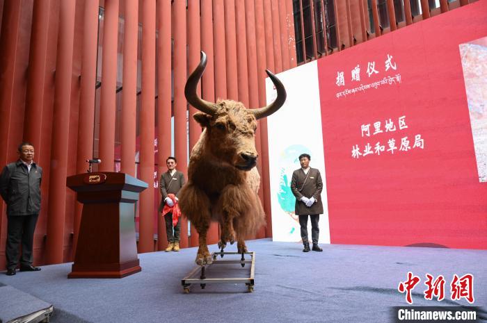 圖為阿里地區(qū)林草局捐贈的金絲野牦牛標本?！≮w朗 攝