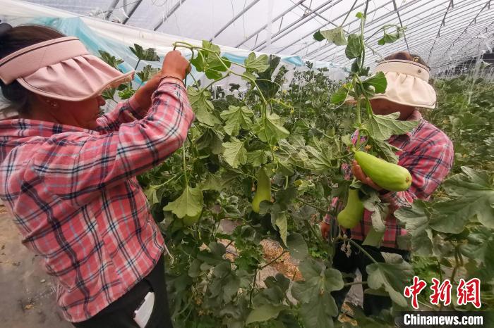 工作人員打理高原溫室大棚。　劉建軍 攝