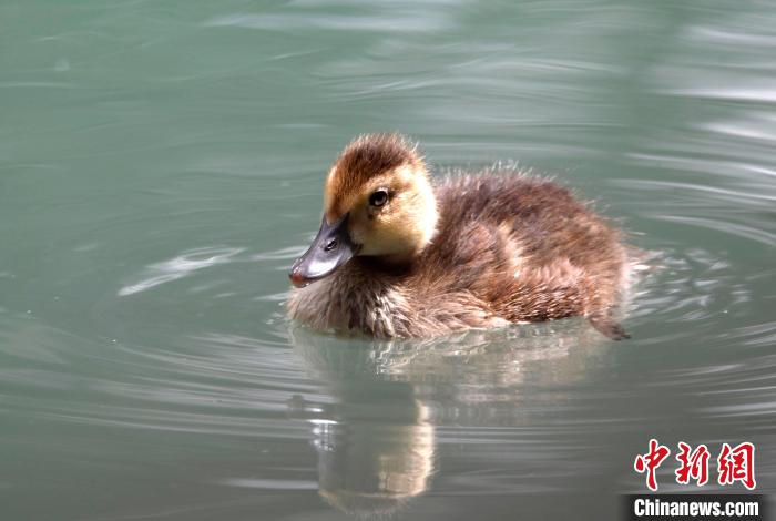 圖為6月22日，棲息在拉魯濕地的白眼潛鴨。　李林 攝