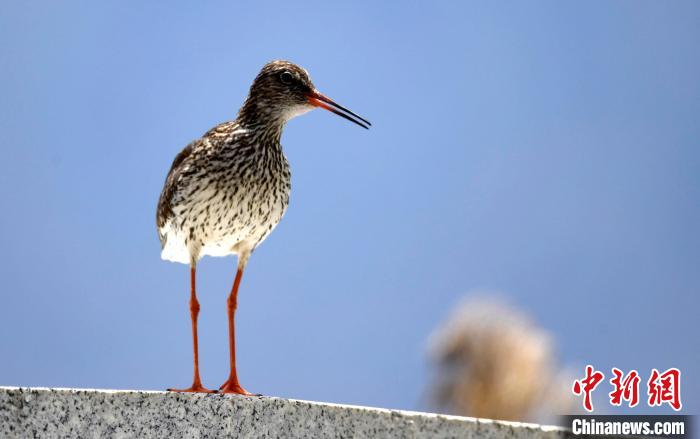 圖為6月22日，棲息在拉魯濕地的紅腳鷸?！±盍?攝
