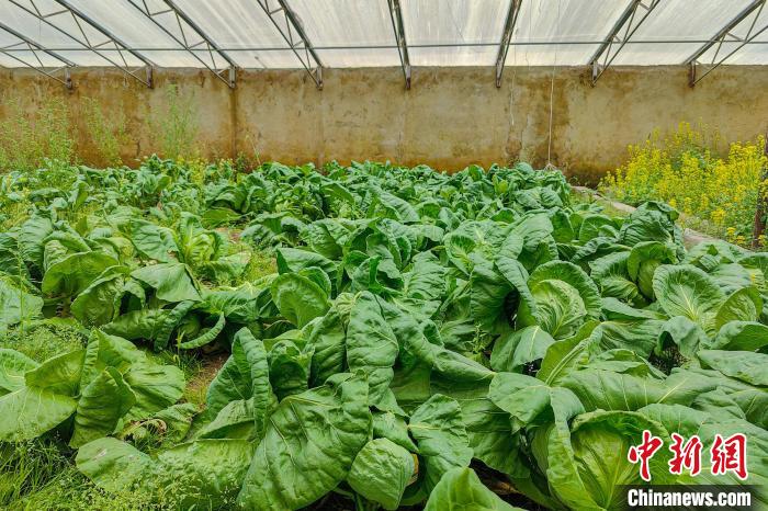 公珠湖執(zhí)勤點(diǎn)的大棚蔬菜，種菜是該執(zhí)勤點(diǎn)輪換民警們的日常?！↓埿▲P 攝