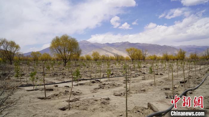 圖為位于乃東區(qū)雅魯藏布江河畔的“民族團(tuán)結(jié)同心林”已初具雛形?！∧藮|融媒供圖