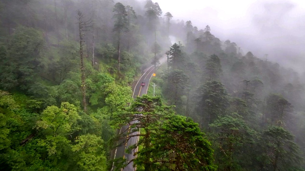 穿行于綠色間。張澤坤攝