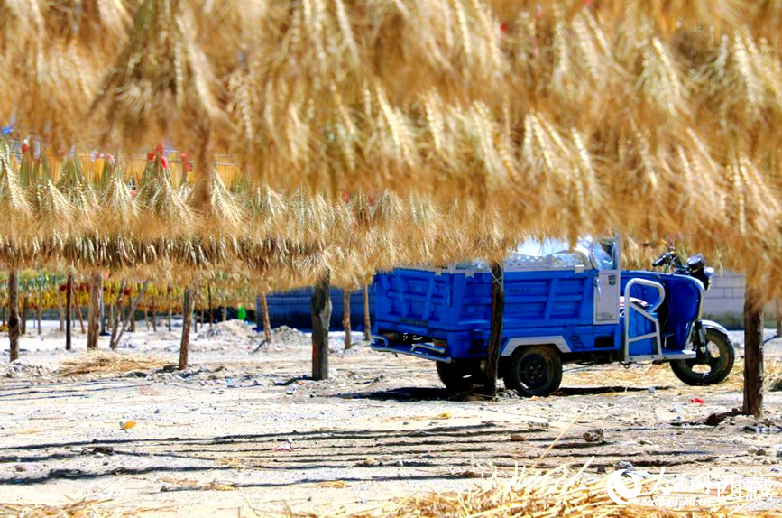 金燦燦的秋天，都是收獲。  人民網(wǎng) 李海霞攝