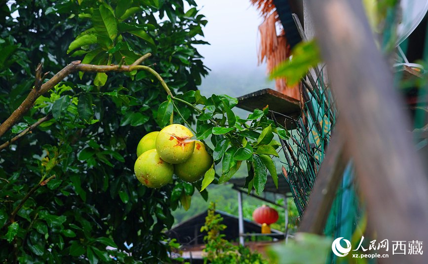 墨脫縣德興鄉(xiāng)德興村庭院果樹飄香。